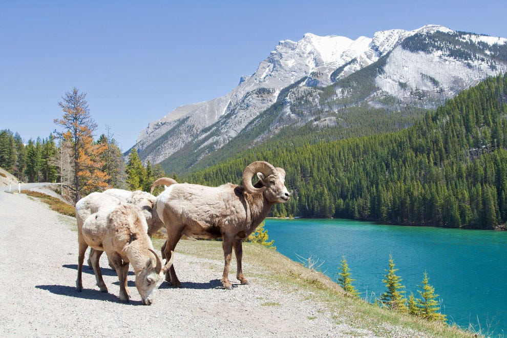 canadian wildlife photo tours