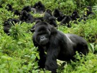 gorilla photo tours