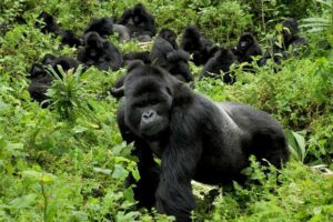 gorilla photo tours