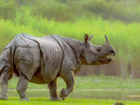 kaziranga rhino photo tours