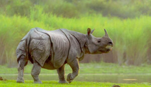 kaziranga rhino photo tours