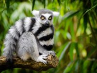 madagascar photo tours