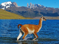 patagonia wildlife photo tours