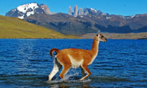 patagonia wildlife photo tours