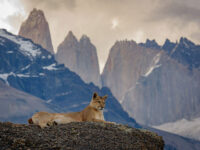 puma photo tours patagonia
