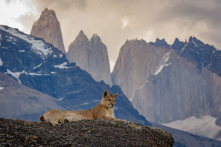 puma patagonia