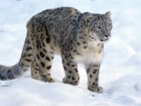 snow leopard photo tours