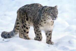snow leopard photo tours