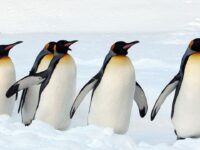 south georgia photo expeditions