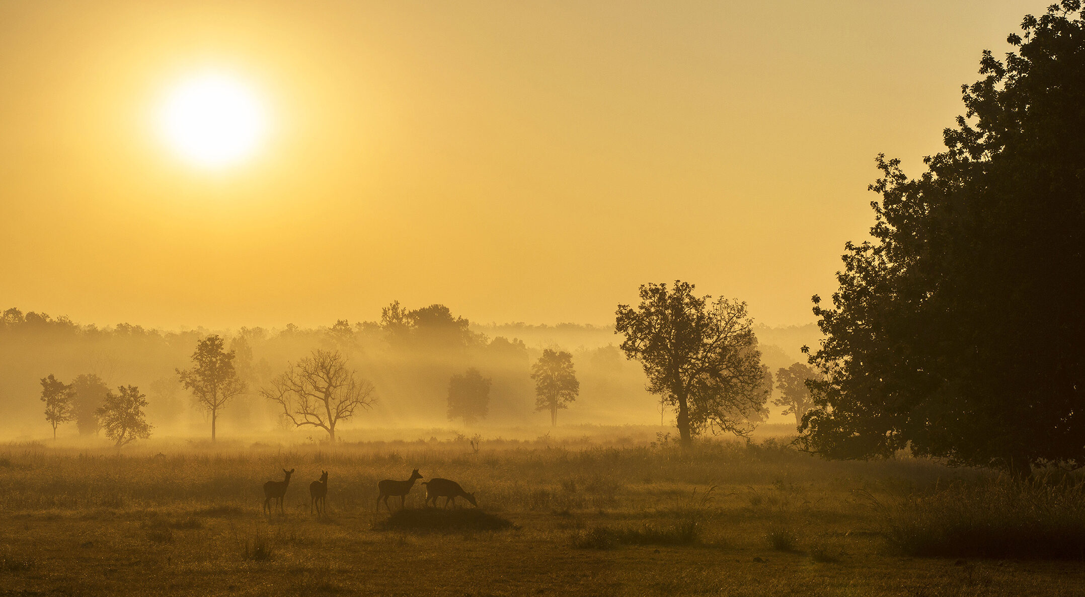 Tiger Photo Safaris