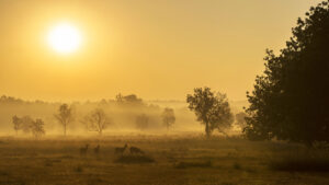 Tiger Photo Safaris