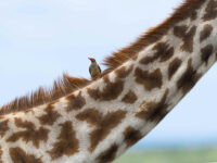 Masai Mara Photo Safaris