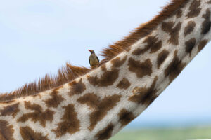 Masai Mara Photo Safaris