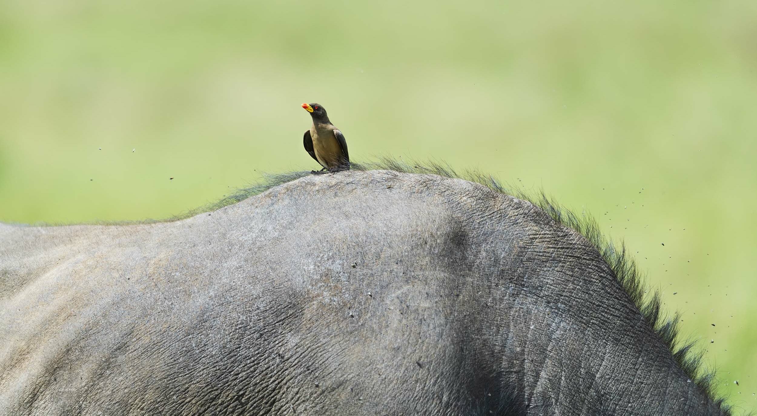 African Photo Safaris