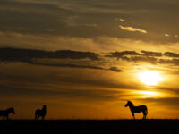 African Photo safaris