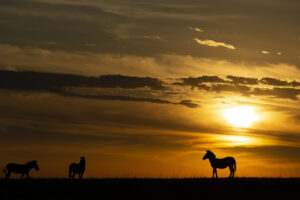 African Photo safaris