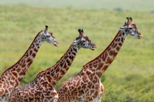 giraffes