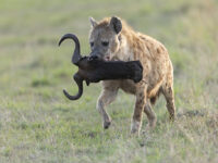 hyena carrying head