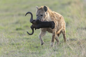 hyena carrying head