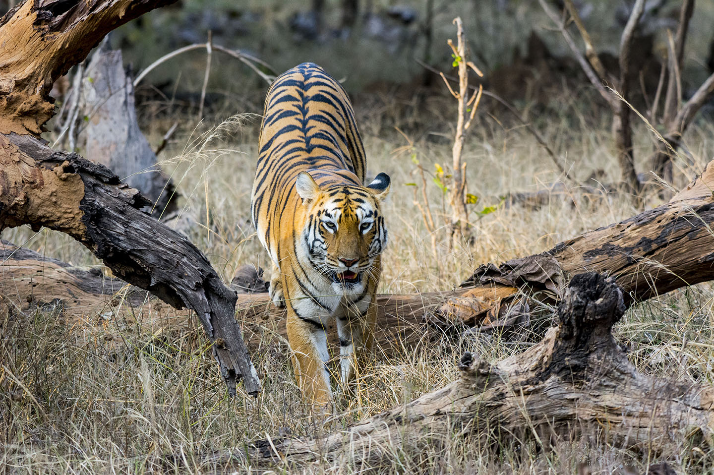 Tiger Photo Safaris India