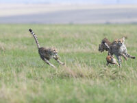big cats photo safaris masai mara