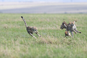big cats photo safaris masai mara