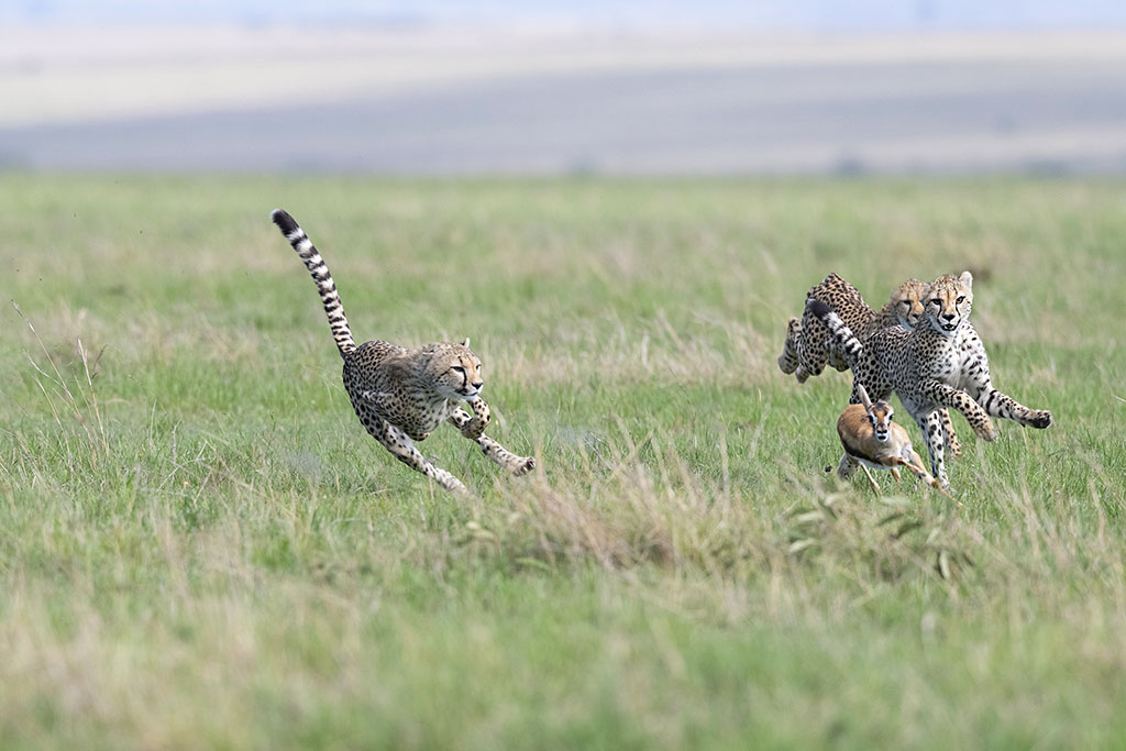 big cats photo safaris masai mara