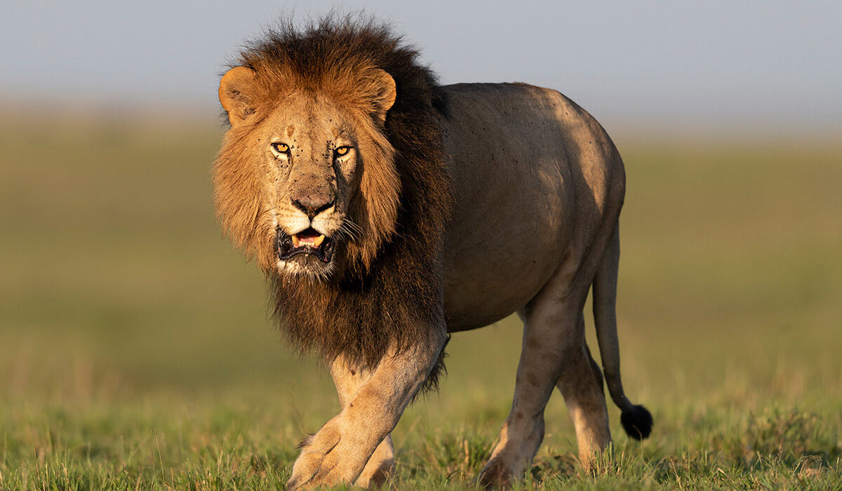 african photo safaris