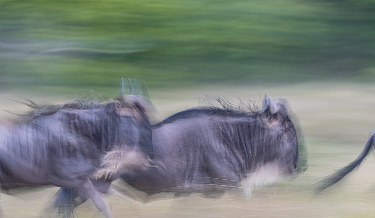migration photo safaris