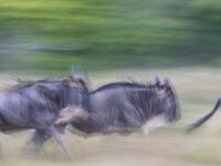 migration photo safaris