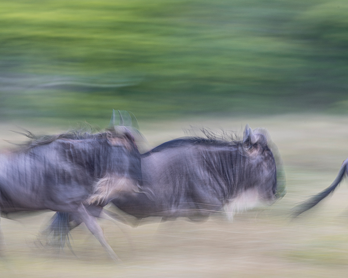 migration photo safaris