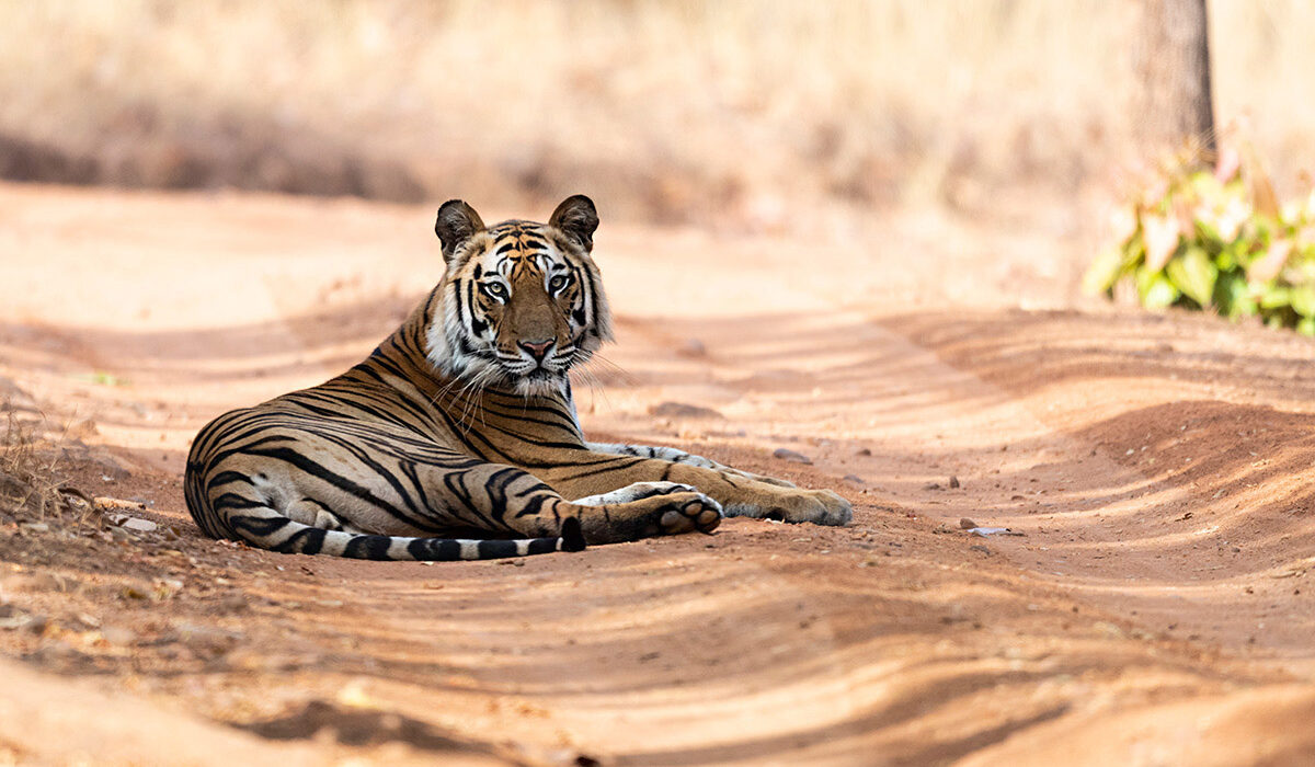 tiger photo safaris india