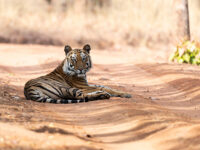tiger photo safaris india