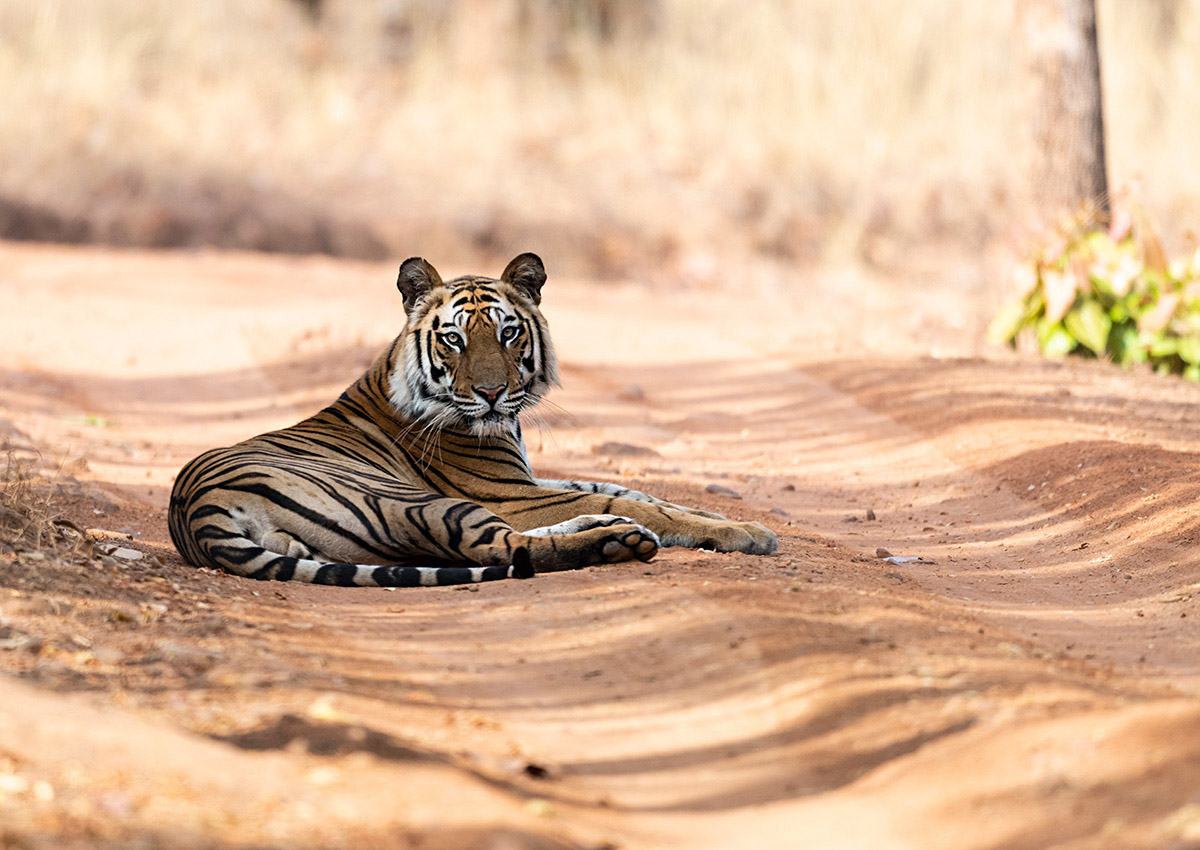 tiger photo safaris india