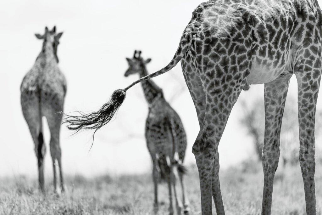 photo safaris africa