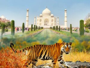 Tigers and Taj Photo Tour